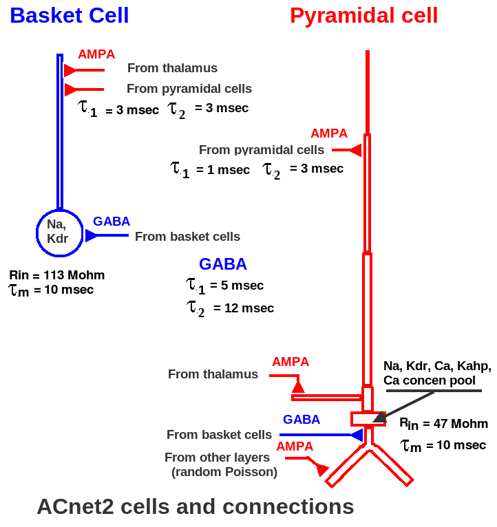 figures/AC_cells.png