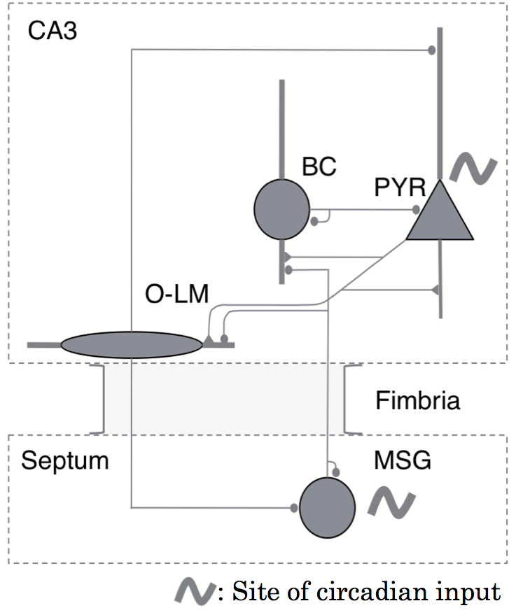 Full model, 50 cells